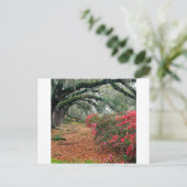 Trees Azaleas Oaks Magnolia Charleston Briefkaart (Staand voorkant)
