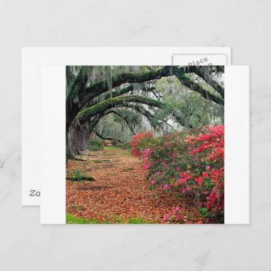 Trees Azaleas Oaks Magnolia Charleston Briefkaart (Voorkant / Achterkant)
