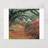 Trees Azaleas Oaks Magnolia Charleston Briefkaart (Voorkant)