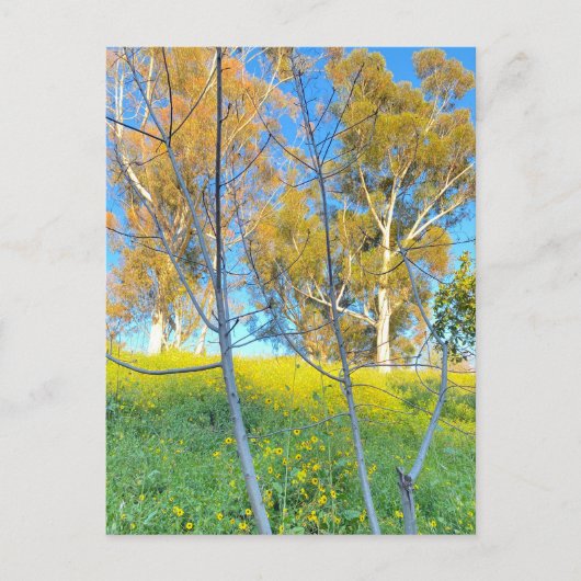 Trees Briefkaart (Voorkant)