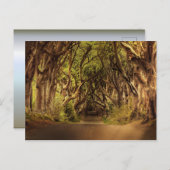 Trees Covering Road in Noord-Ierland Briefkaart (Voorkant / Achterkant)