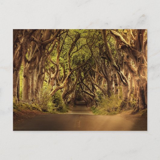 Trees Covering Road in Noord-Ierland Briefkaart (Voorkant)