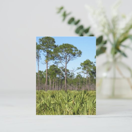 Trees en Saw Palmettos Briefkaart (Staand voorkant)