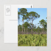 Trees en Saw Palmettos Briefkaart (Voorkant / Achterkant)