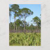 Trees en Saw Palmettos Briefkaart (Voorkant)
