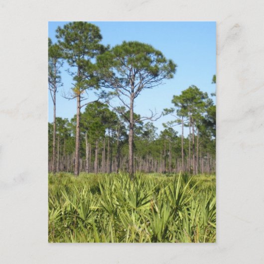 Trees en Saw Palmettos Briefkaart (Voorkant)