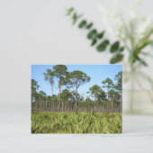 Trees en Saw Palmettos Briefkaart (Staand voorkant)