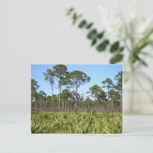 Trees en Saw Palmettos Briefkaart (Staand voorkant)