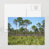 Trees en Saw Palmettos Briefkaart (Voorkant / Achterkant)