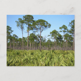 Trees en Saw Palmettos Briefkaart
