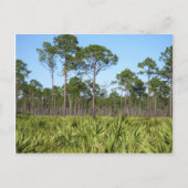 Trees en Saw Palmettos Briefkaart (Voorkant)