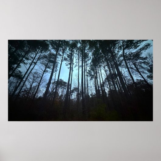 Trees & Fog, Poster (Voorkant)