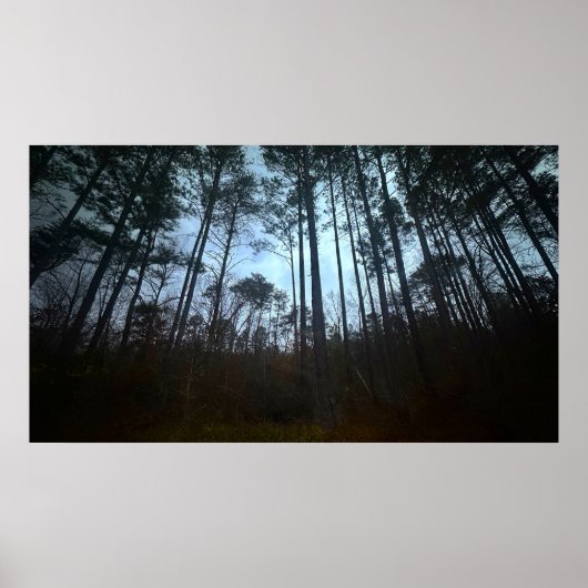 Trees & Fog, Poster (Voorkant)