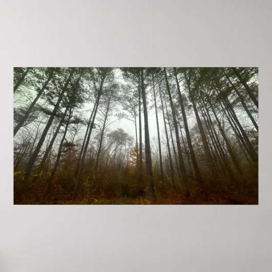 Trees & Fog, Poster (Voorkant)