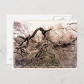 "Trees" Gilroy, CA Briefkaart (Voorkant / Achterkant)