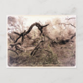 "Trees" Gilroy, CA Briefkaart (Voorkant)