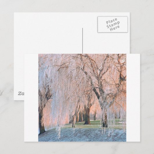 Trees Ice bedekt Willow Briefkaart (Voorkant / Achterkant)