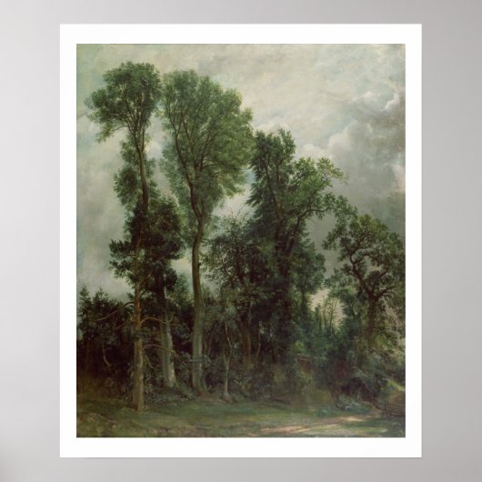 Trees in Hampstead Poster (Voorkant)