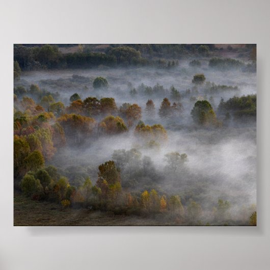 Trees in the morning mist poster (Voorkant)