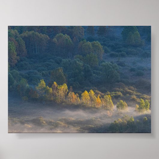 Trees in the morning mist poster (Voorkant)
