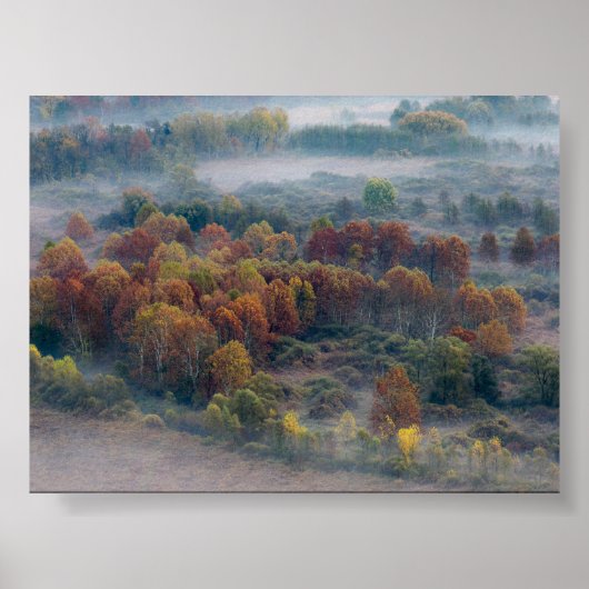 Trees in the morning mist poster (Voorkant)