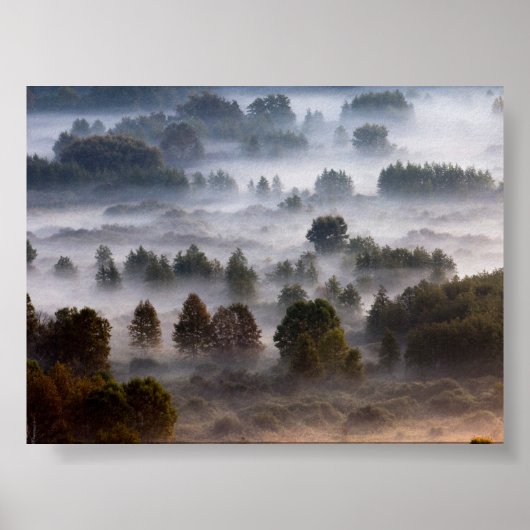 Trees in the morning mist poster (Voorkant)