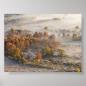 Trees in the morning mist poster (Voorkant)