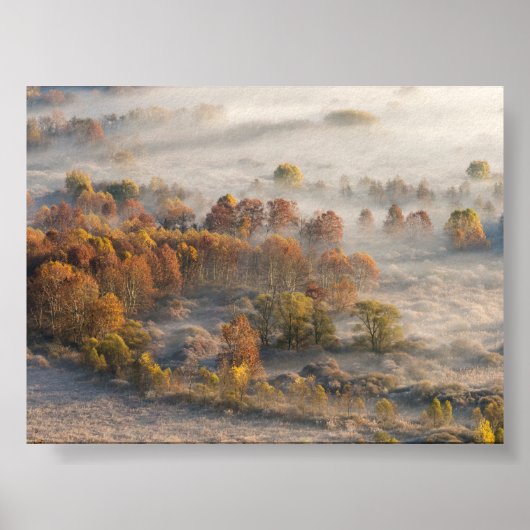 Trees in the morning mist poster (Voorkant)