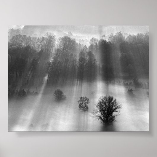 Trees in the morning mist poster (Voorkant)