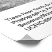 Trees Near Santa Cruz, 1962, van Ansel Adams Poster (Hoek)