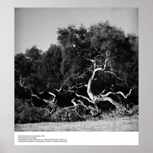 Trees Near Santa Cruz, 1962, van Ansel Adams Poster (Voorkant)