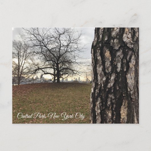 Trees New York NYC Sunrise Central Park Skyline Briefkaart (Voorkant)