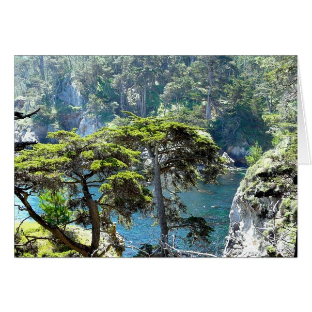 Trees op Point Lobos (Voorkant Horizontaal)