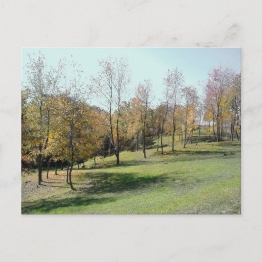 Trees op slope 2004 Photo Post Card Briefkaart (Voorkant)