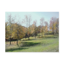 Trees op slope 2004 Photo Post Card