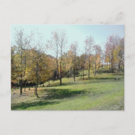 Trees op slope 2004 Photo Post Card Briefkaart