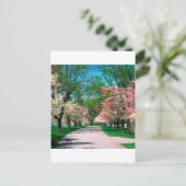 Trees Roze White Dogwood Lexington Kentucky Briefkaart (Staand voorkant)