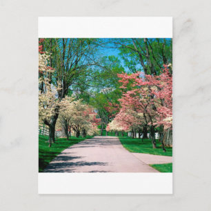 Trees Roze White Dogwood Lexington Kentucky Briefkaart