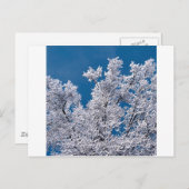 Trees Snow Branches Minnesota Briefkaart (Voorkant / Achterkant)