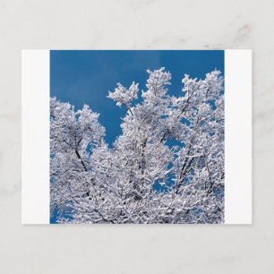 Trees Snow Branches Minnesota Briefkaart