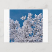 Trees Snow Branches Minnesota Briefkaart (Voorkant)