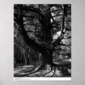 Trees, UC Santa Cruz, 1963 Poster (Voorkant)