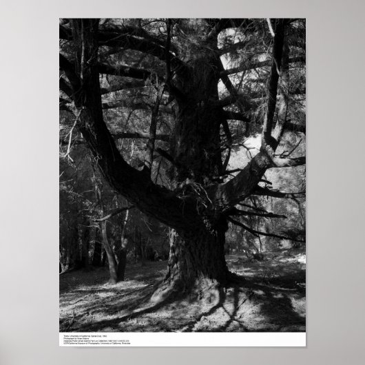 Trees, UC Santa Cruz, 1963 Poster (Voorkant)