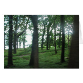 Trees van County Kerry