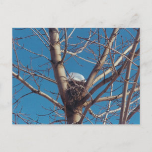 Treetop Chalet - briefkaart