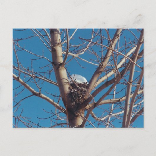 Treetop Chalet - briefkaart (Voorkant)