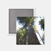 Treetops. Magneet (Voorkant / Achterkant)