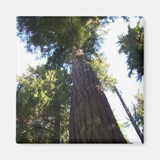Treetops. Magneet