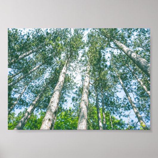 Treetops Natuur Green Tree Canopy Poster (Voorkant)
