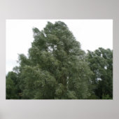 Treetops Print (Voorkant)